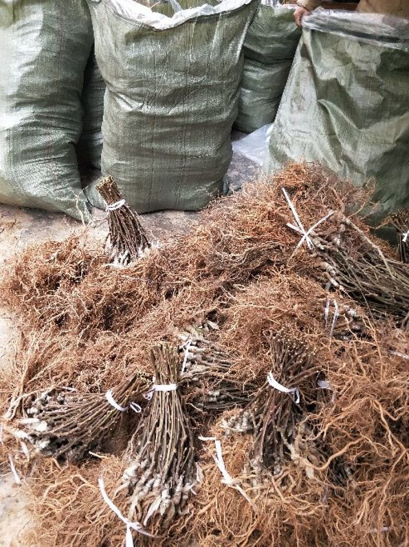 苍溪红心猕猴桃嫁接苗原产地直发2年苗栽后第二年挂果