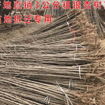 金叶银杏树苗大树小苗白果活苗拆迁占地庭院风景绿化苗南北方