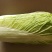 山东滕州黄心大白菜，北京新三号白菜，大量上市