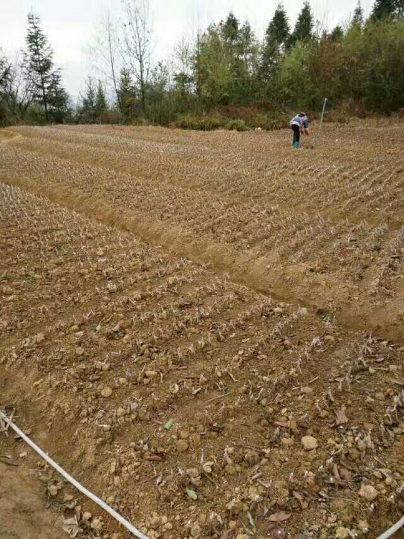 李子树苗蜂糖李苗