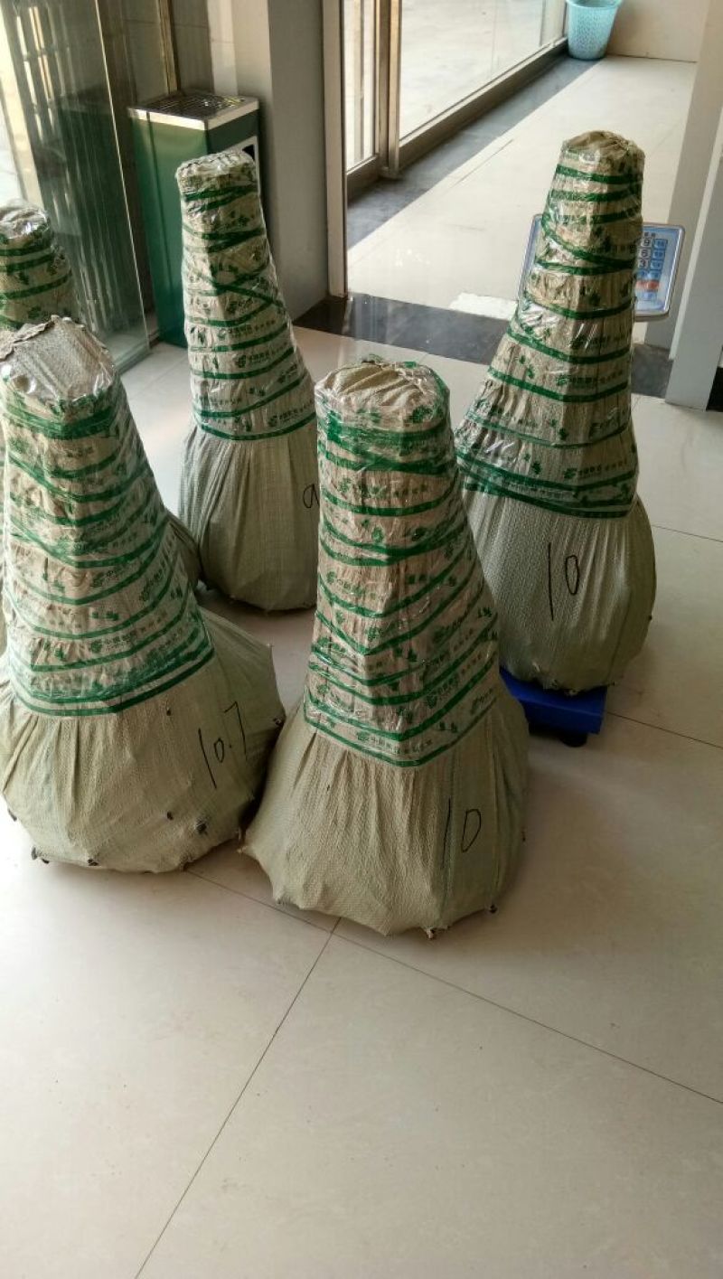 李子树苗蜂糖李苗