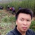 李子树苗蜂糖李苗