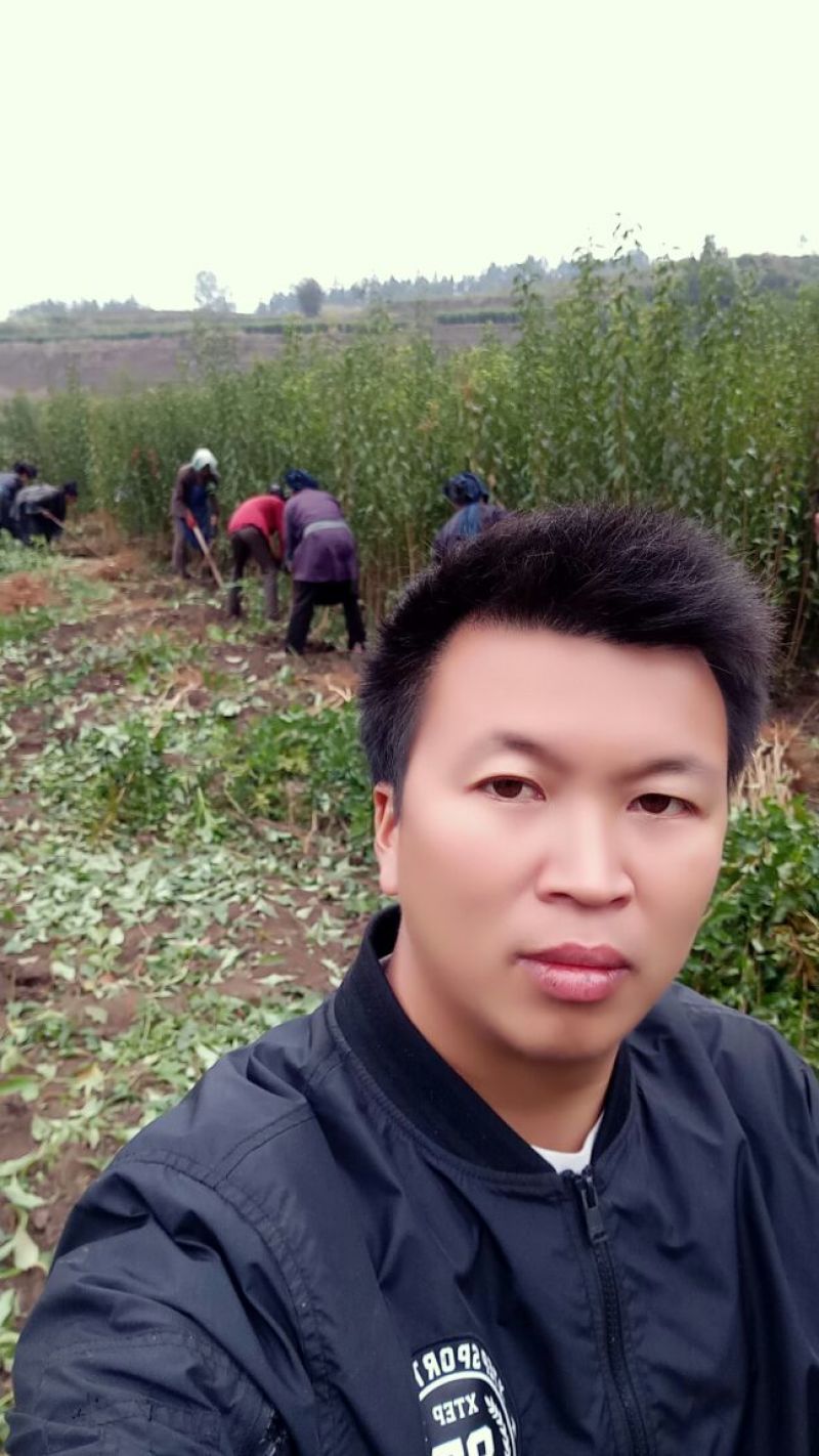李子树苗蜂糖李苗
