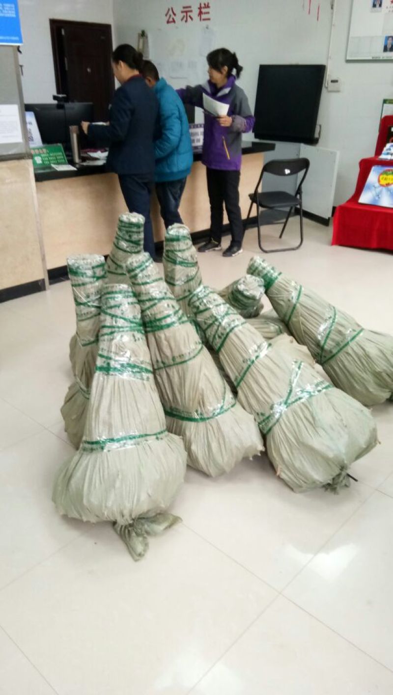 李子树苗蜂糖李苗