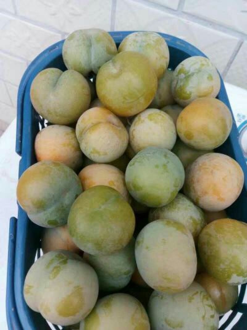李子树苗蜂糖李苗