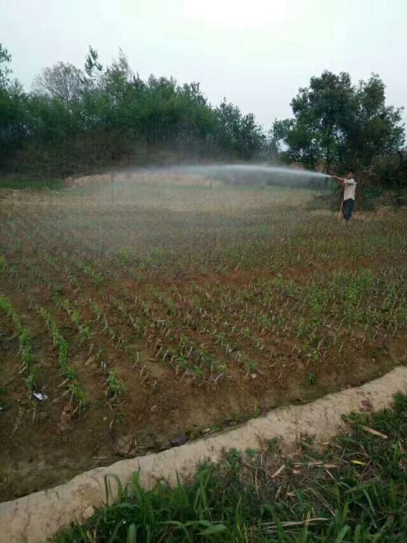 李子树苗蜂糖李苗