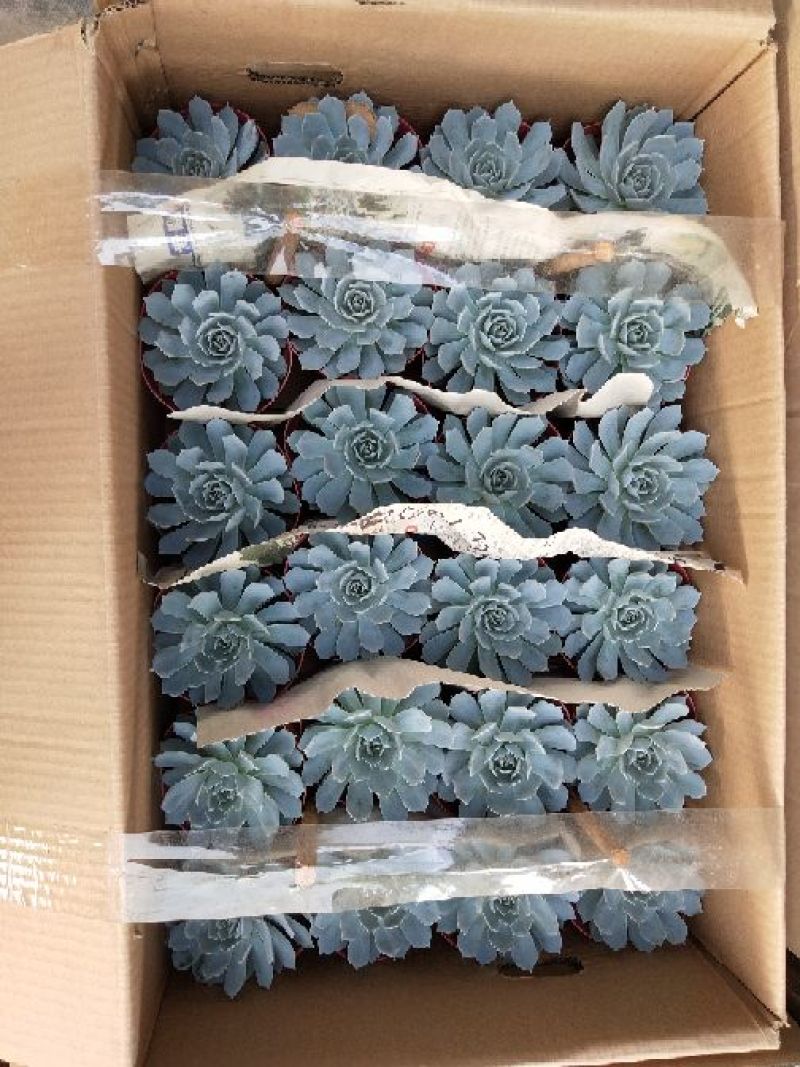 多肉植物，含盆，肉肉的美