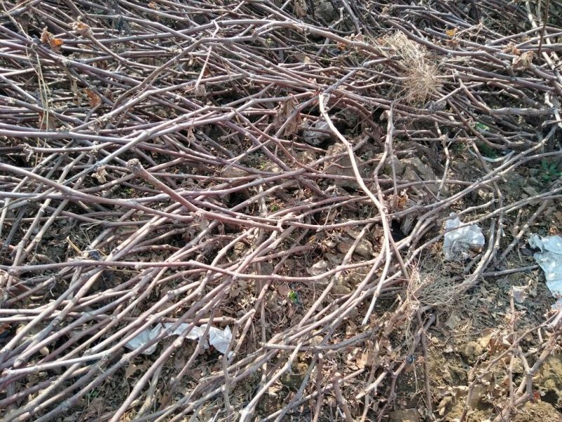 葡萄苗30~50cm1年包品种包成活死苗补发