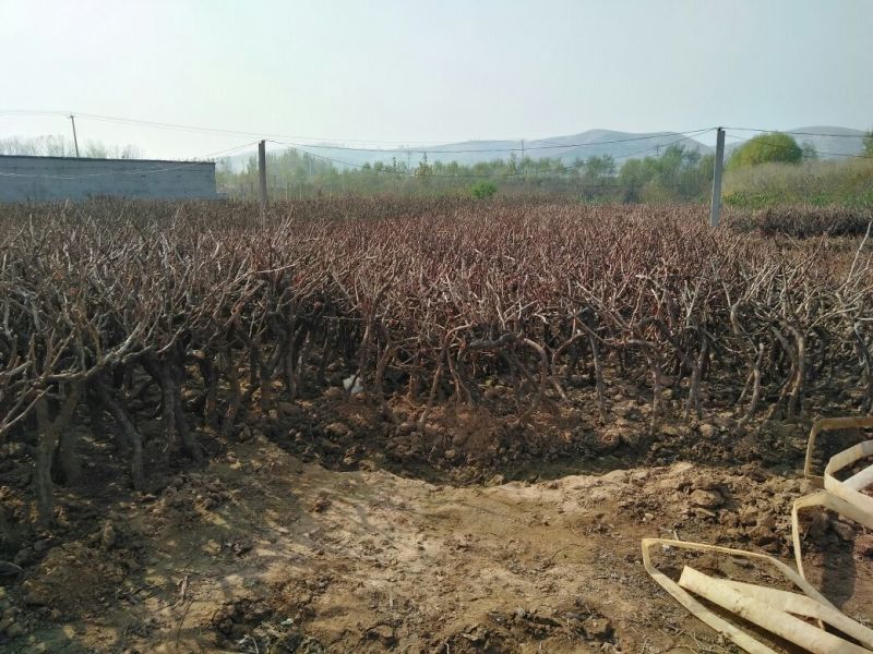 葡萄苗30~50cm1年包品种包成活死苗补发