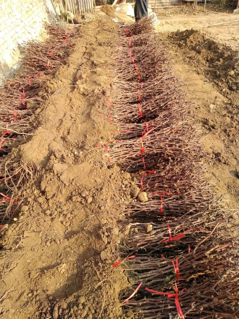 葡萄苗30~50cm1年包品种包成活死苗补发