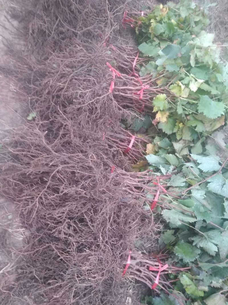 葡萄苗30~50cm1年包品种包成活死苗补发