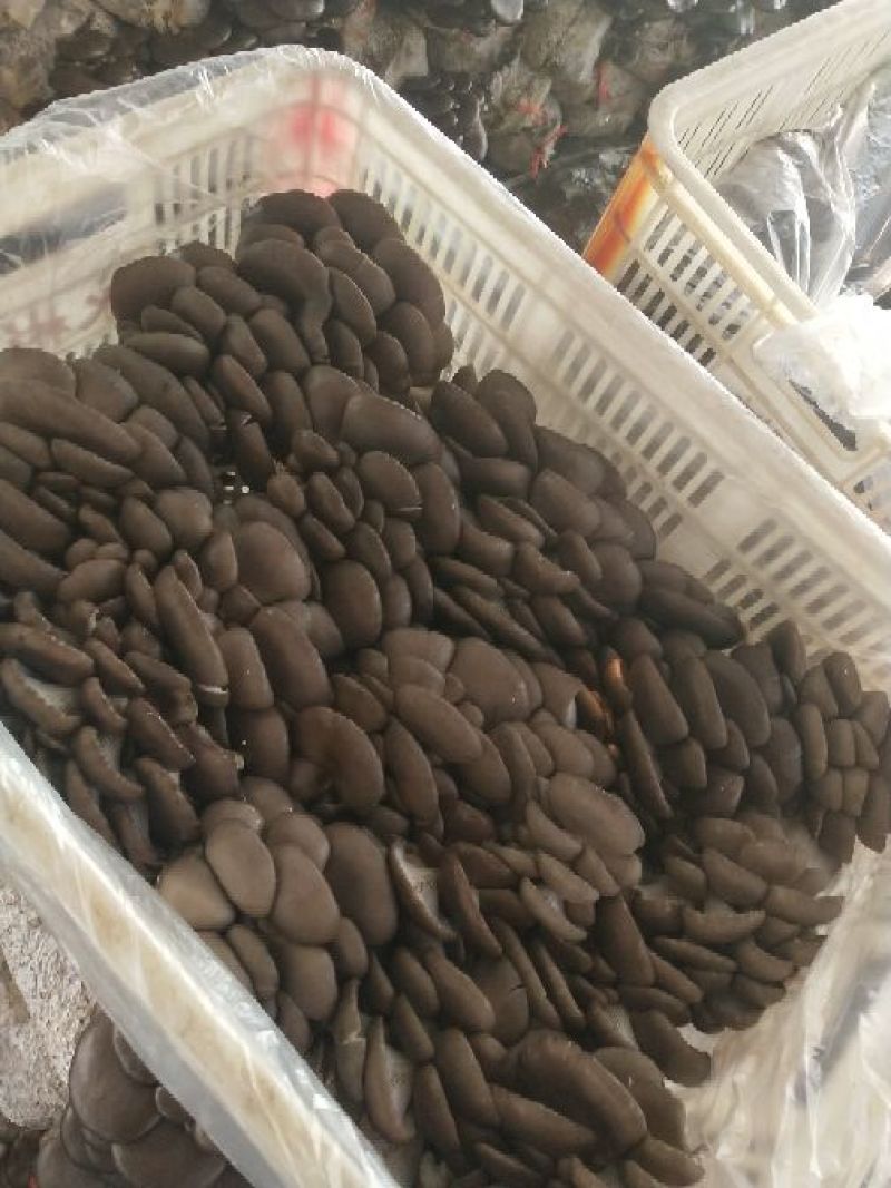 平菇菌棒23×55