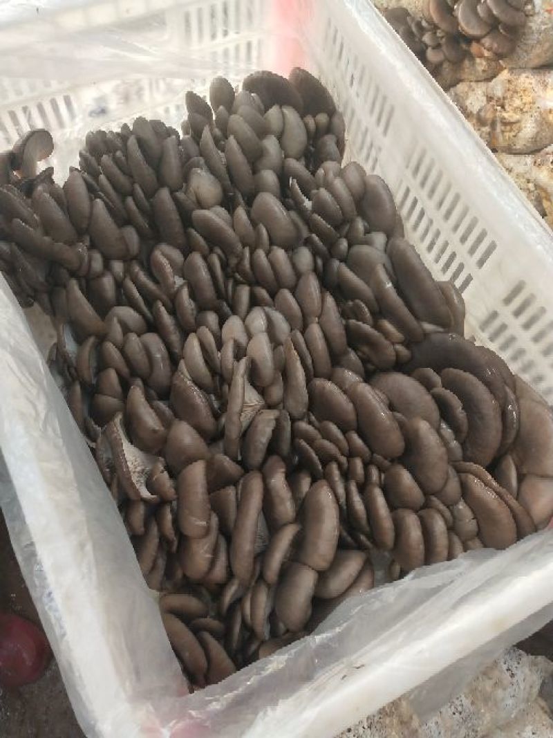 平菇菌棒23×55