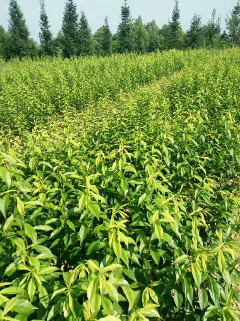 李子树苗蜂糖李苗