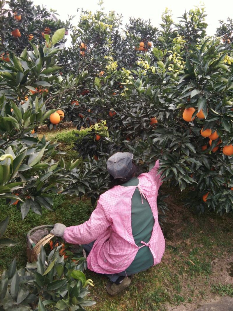 长虹脐橙果园现采现装，依质挑选，提供清洗加工和各种包装