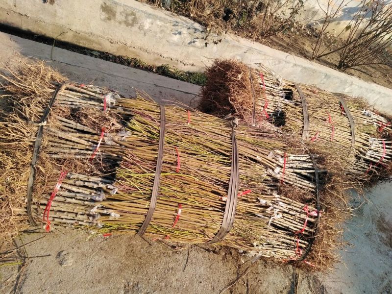 桃树苗80cm以上全国包邮保湿包装发货南北种植