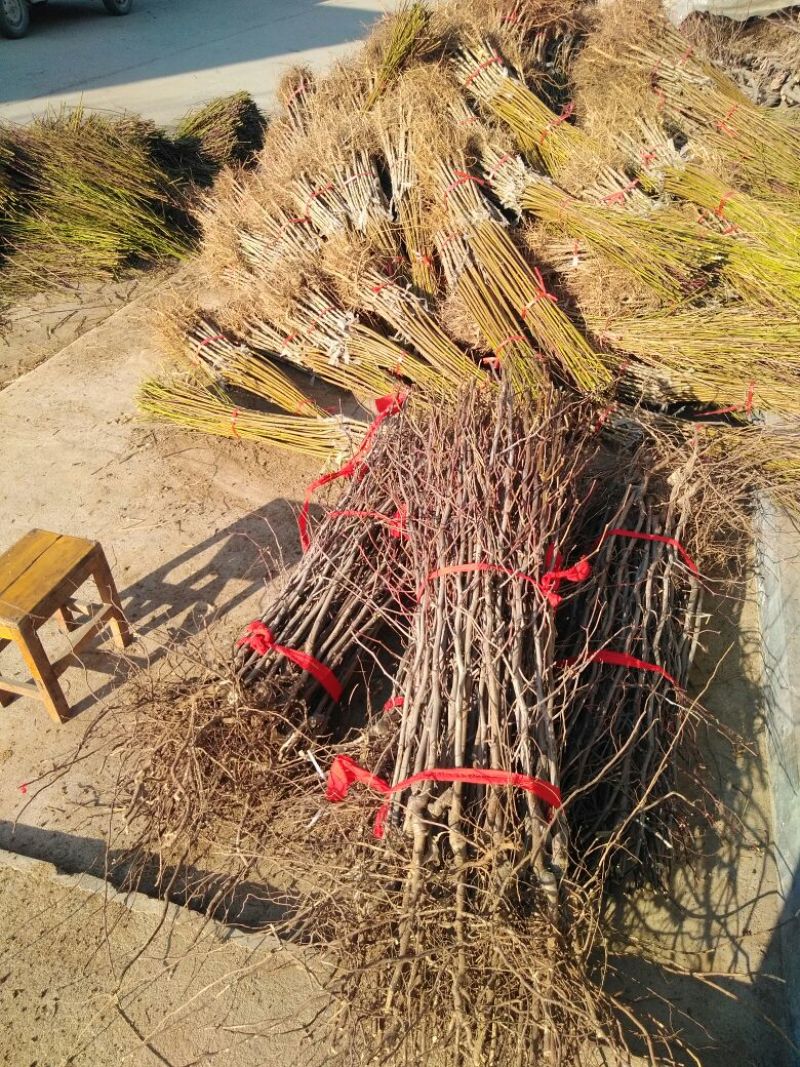 桃树苗80cm以上全国包邮保湿包装发货南北种植