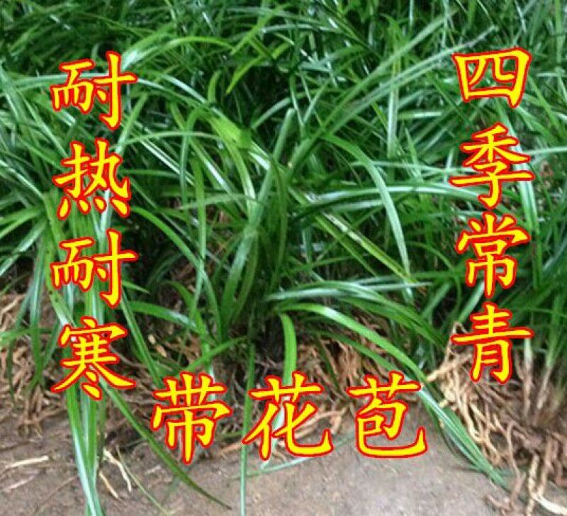 兰花春兰和惠兰裸根带花苞不带土，从大山获得
