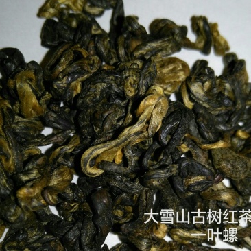 红茶大雪山古树红茶
