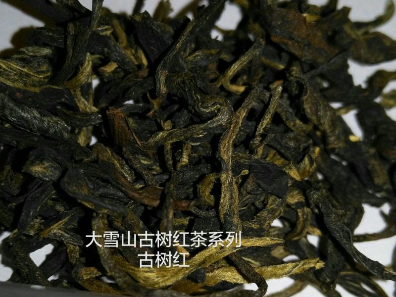 红茶大雪山古树红茶