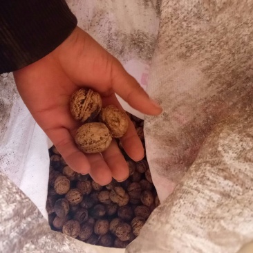 核桃仁原味