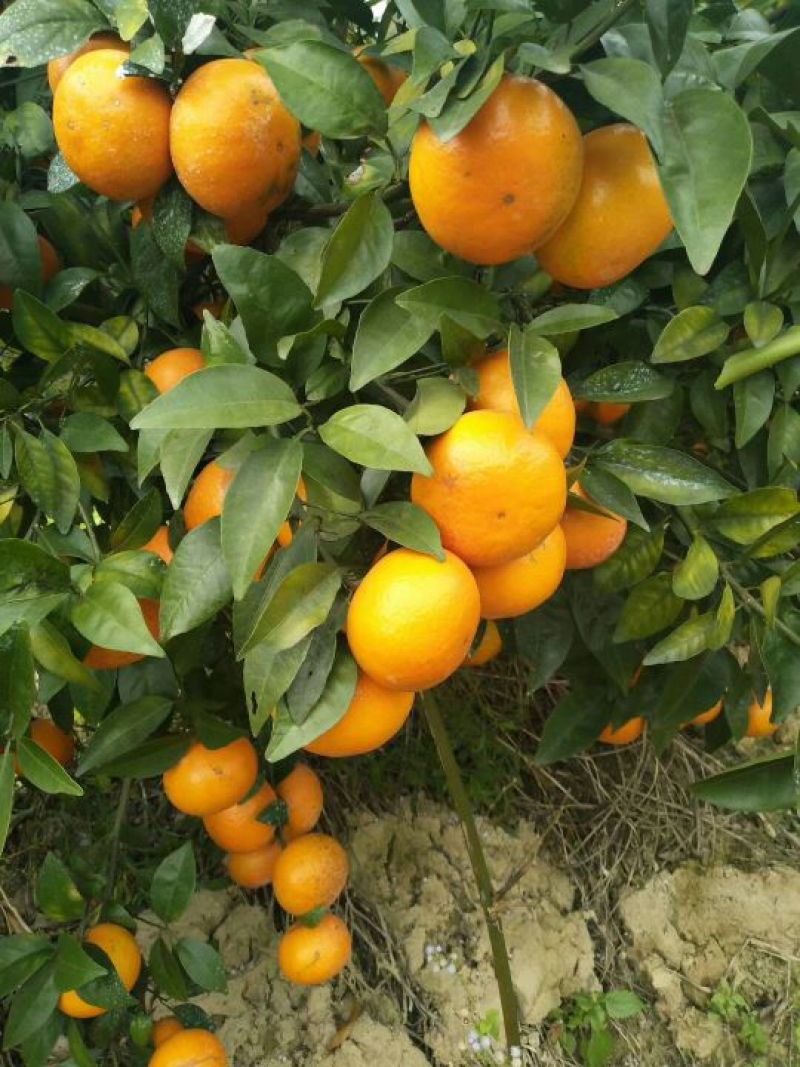 沃柑苗50~80cm