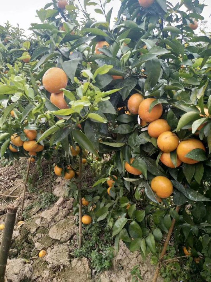 沃柑苗50~80cm