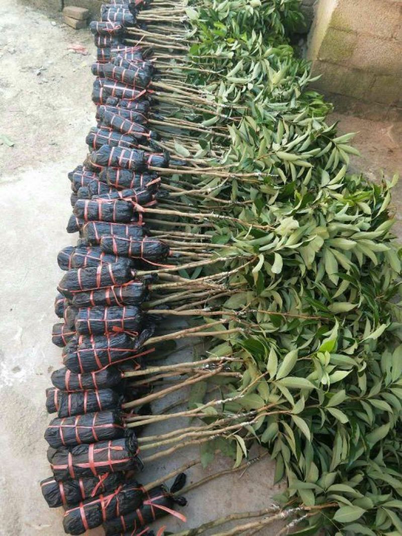 无核荔枝苗50~80cm