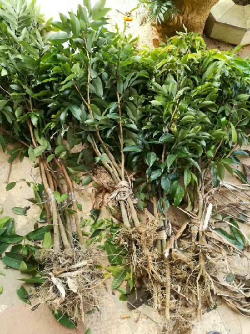 无核荔枝苗50~80cm