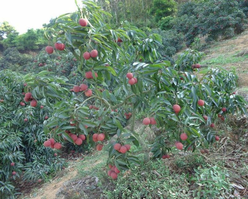 无核荔枝苗50~80cm