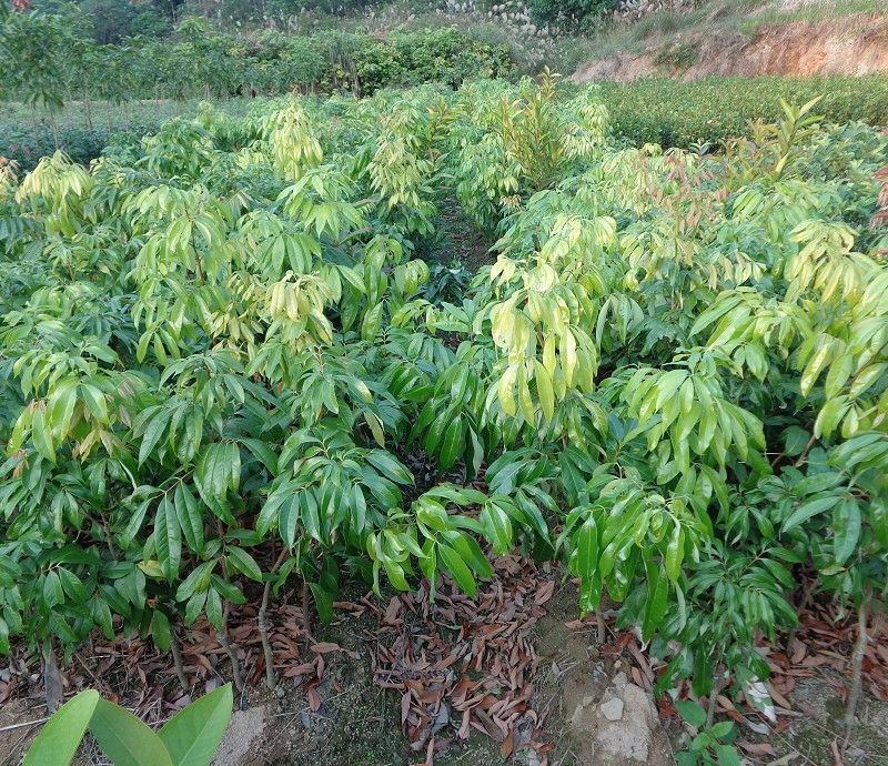 无核荔枝苗50~80cm