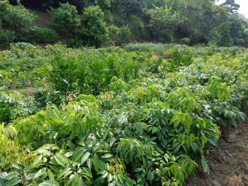 无核荔枝苗50~80cm