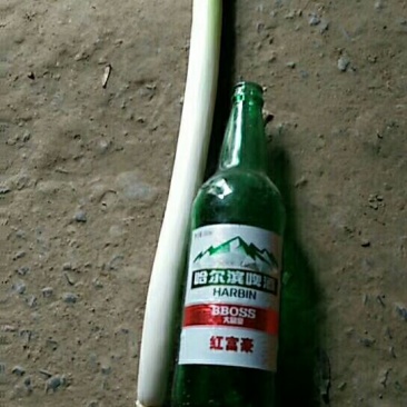长白大葱毛葱2cm左右30~40cm