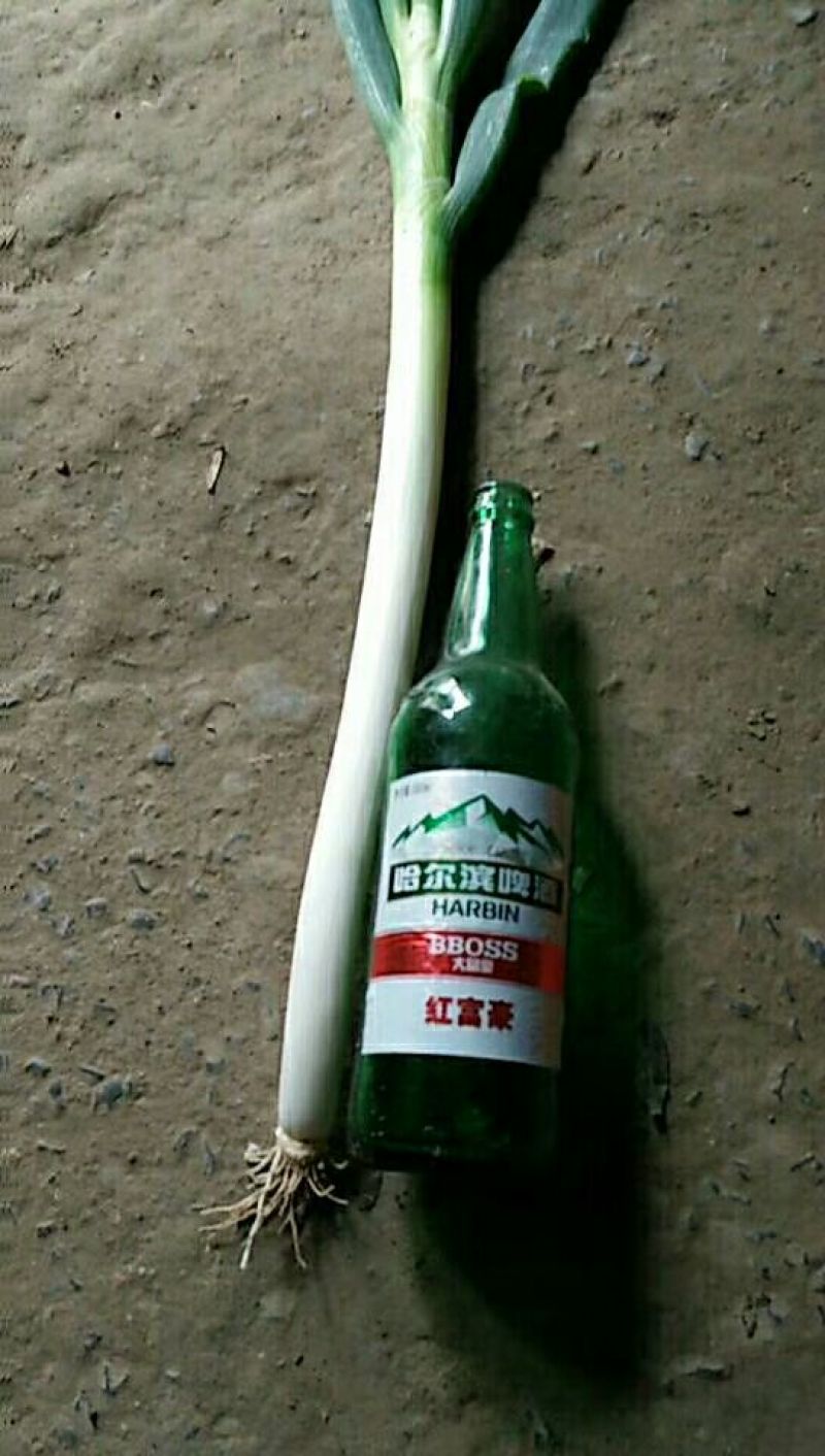 长白大葱毛葱2cm左右30~40cm