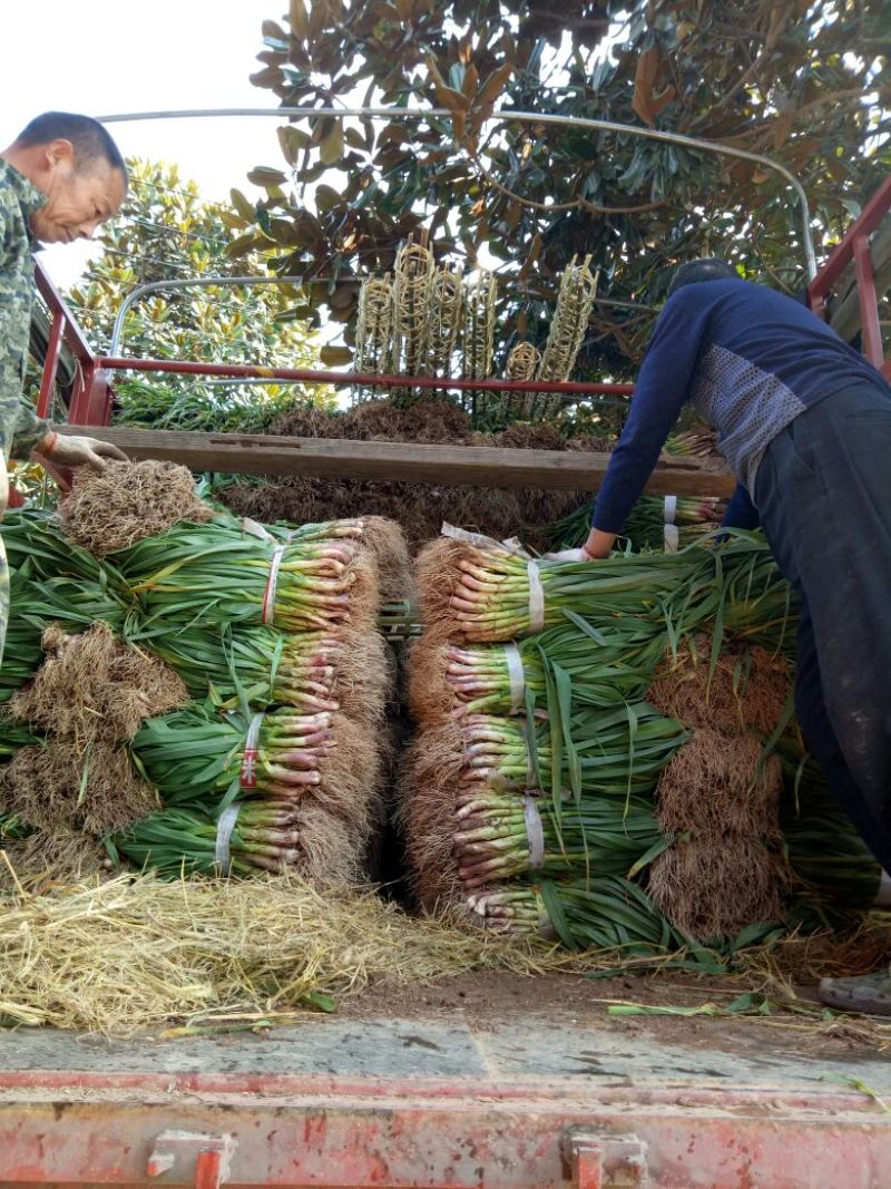 红根蒜苗50~60cm