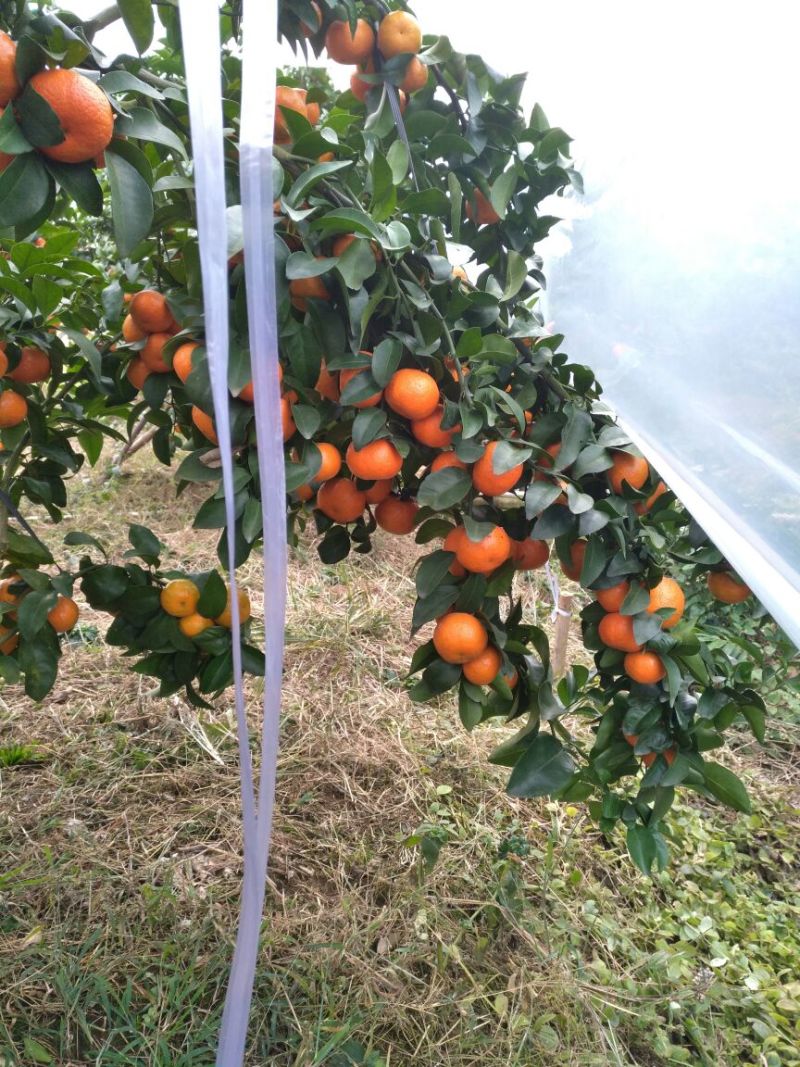 广西桂平社坡砂糖桔