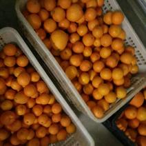 赣南脐橙，寻乌县主产区75~80mm，精品果，产地代办