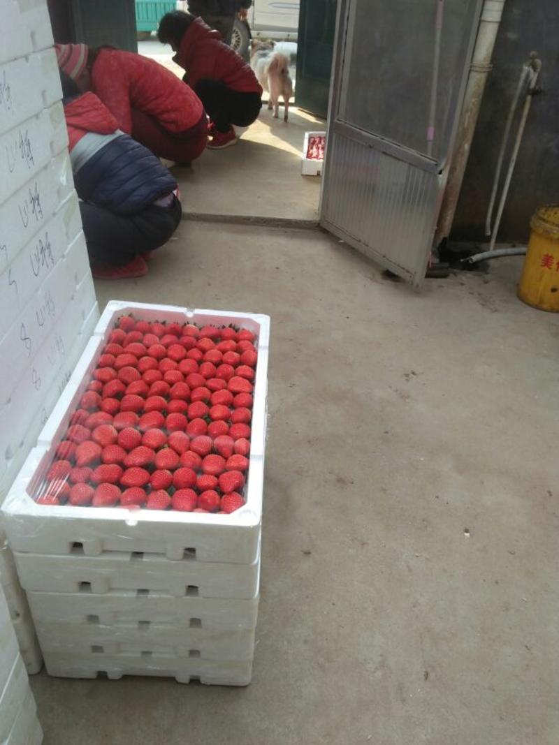 甜宝草莓30~40克