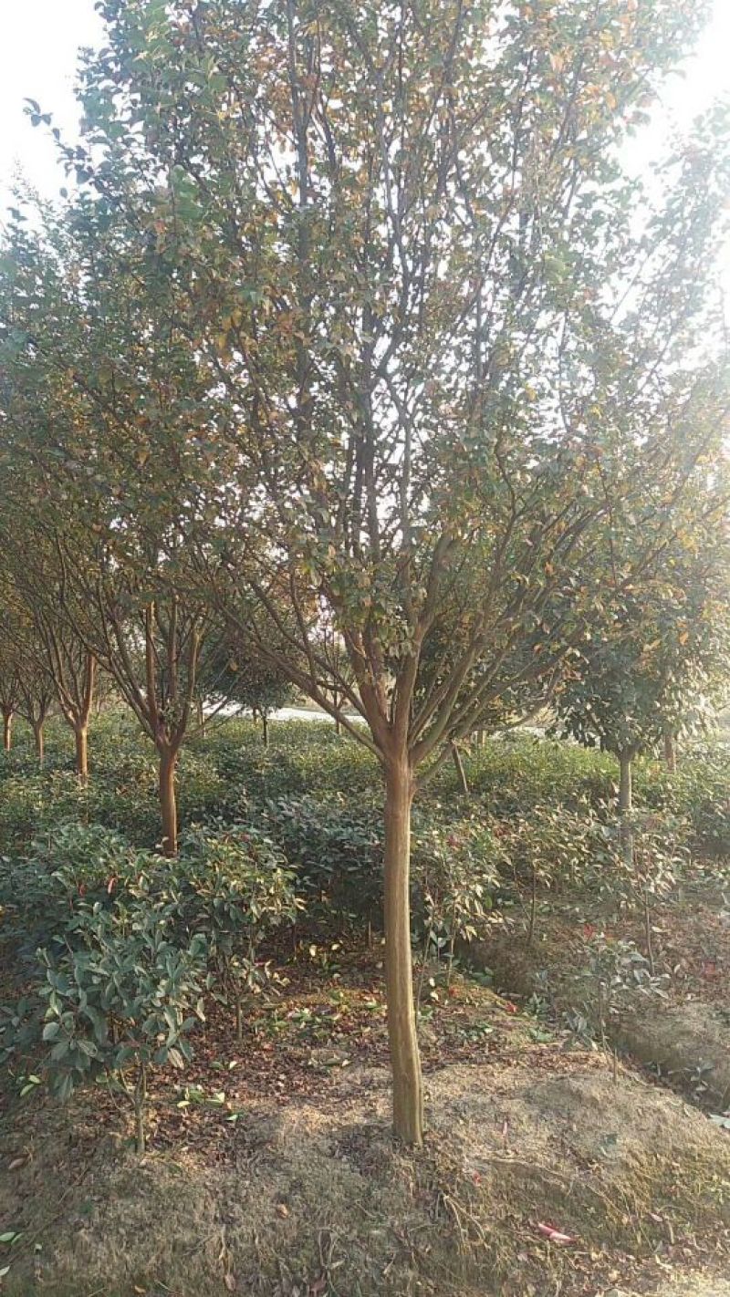 红花紫薇6~8cm2.5~3米1~2米