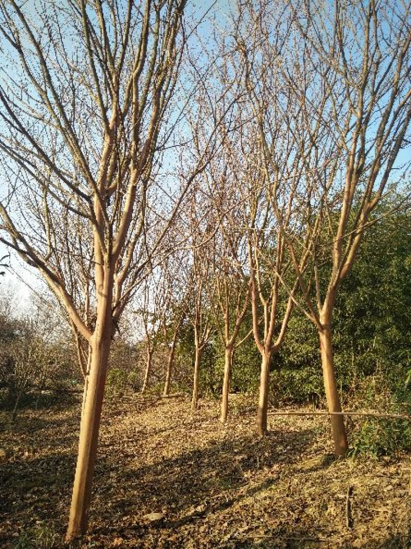 红花紫薇6~8cm2.5~3米1~2米
