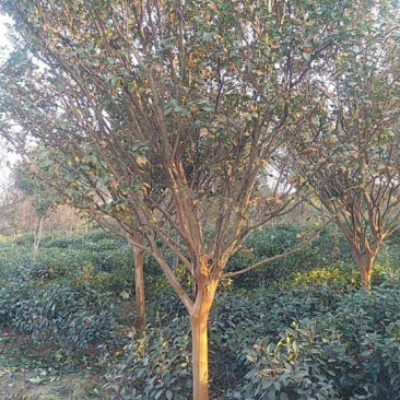 红花紫薇6~8cm2.5~3米1~2米