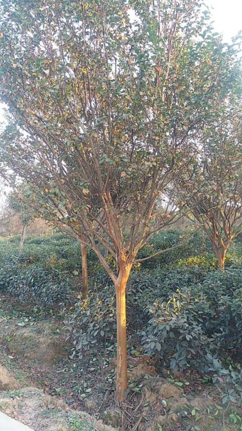 红花紫薇6~8cm2.5~3米1~2米