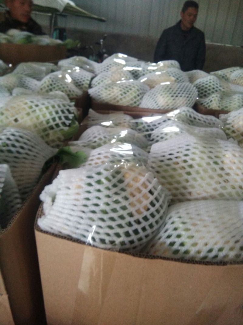 【年末大促】湖北菜花，质优价廉，货源充足，按需发货全国