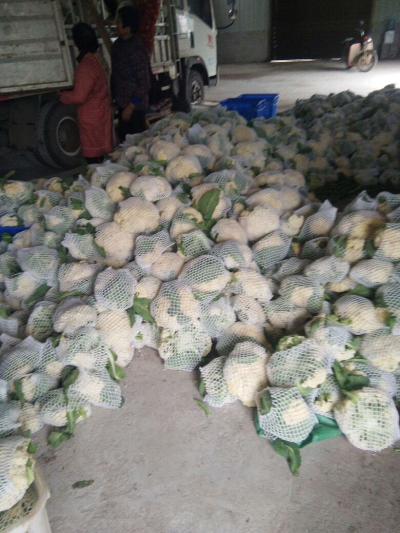【年末大促】湖北菜花，质优价廉，货源充足，按需发货全国