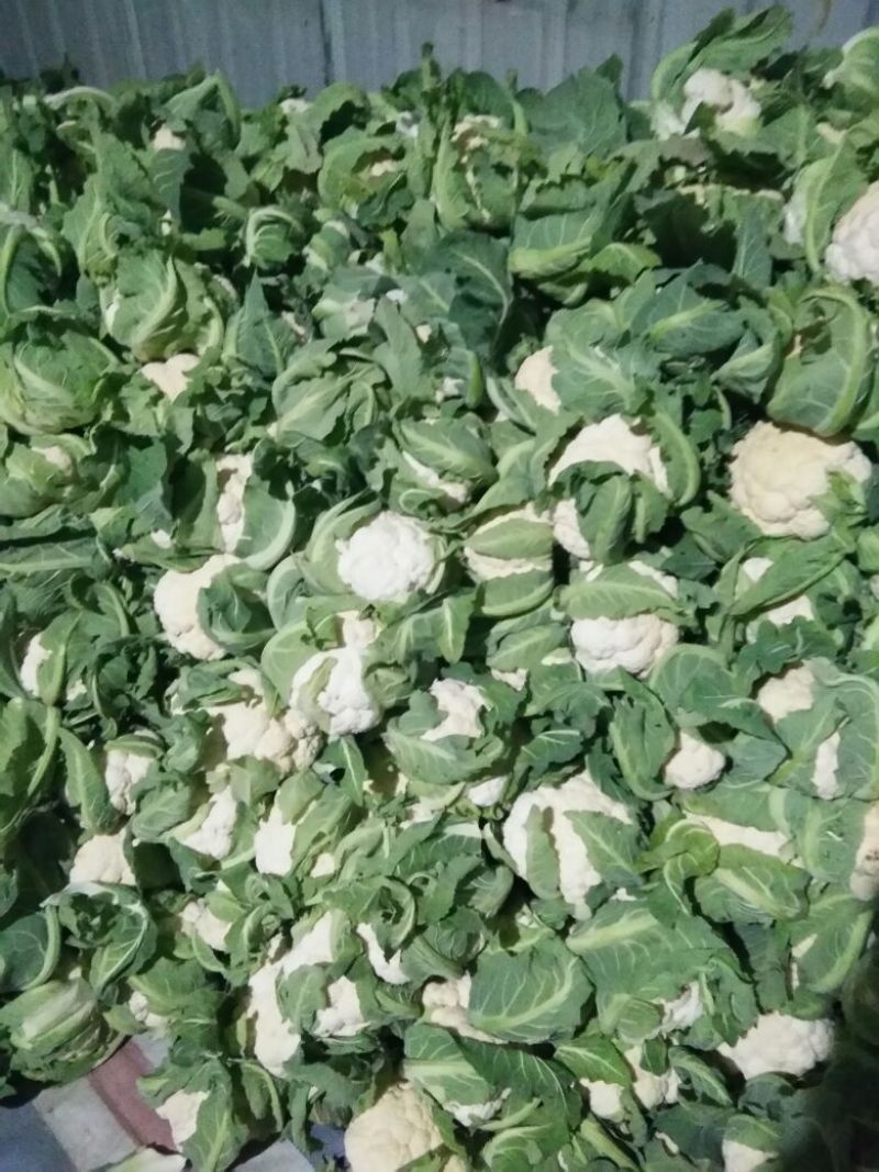 【年末大促】湖北菜花，质优价廉，货源充足，按需发货全国