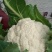 【年末大促】湖北菜花，质优价廉，货源充足，按需发货全国