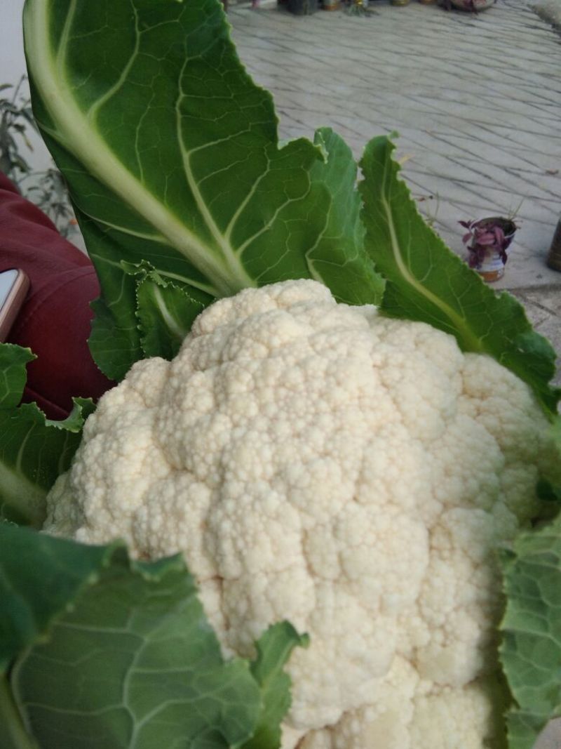 【年末大促】湖北菜花，质优价廉，货源充足，按需发货全国
