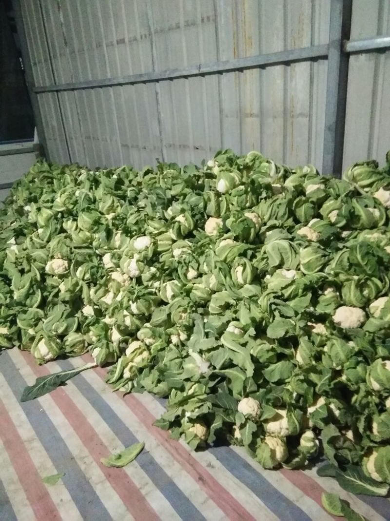 【年末大促】湖北菜花，质优价廉，货源充足，按需发货全国