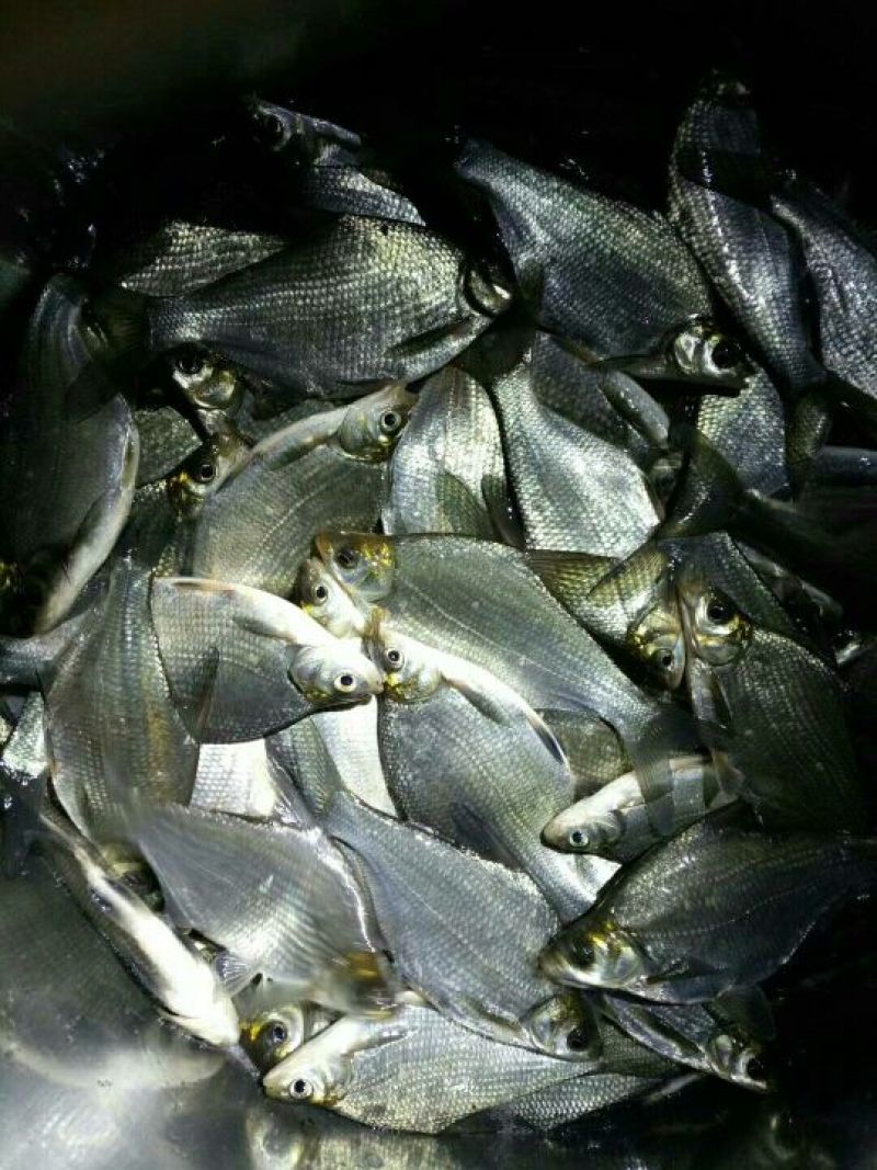 鳊鱼10~25cm鱼苗活鱼