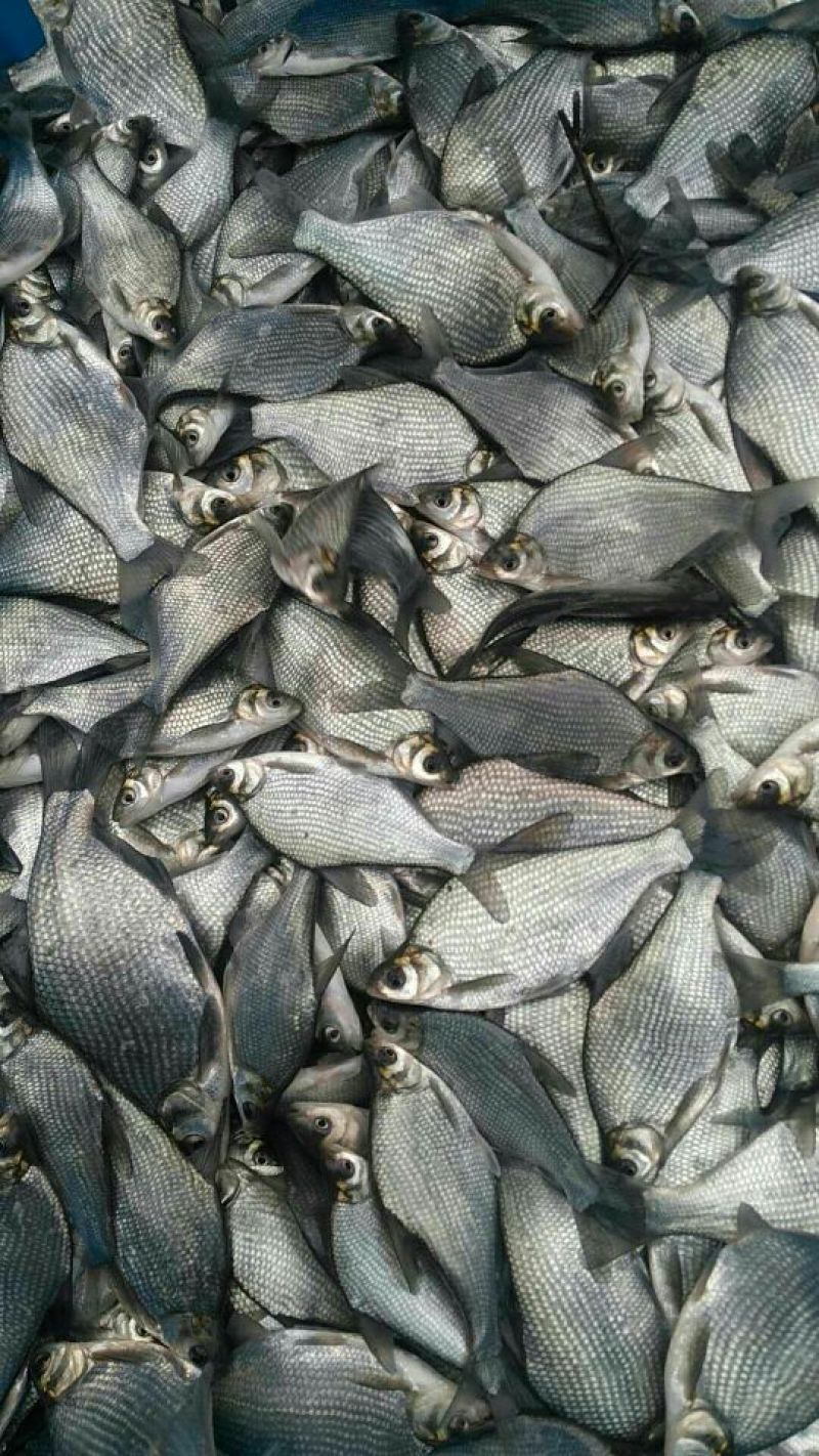 鳊鱼10~25cm鱼苗活鱼